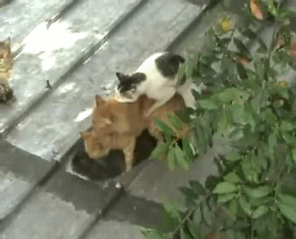 Cats party
