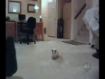 Бешеная кошка