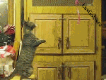 Нереально смешной кот)))