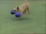 Собачка чемпионка 